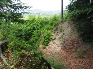 Ein Hohlweg im Wuhrenholz