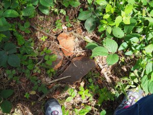 Neuzeitliche Fundgegenstände mitten im Wald