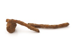 Fibel nahe Wilen 4