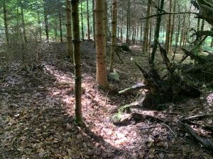 Grenzstein W, Lage im Wald