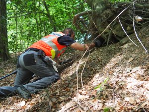 Suche unter dem Wurzelstock