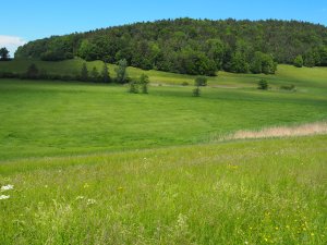 Ried im Egelsee, Wilen bei Wil