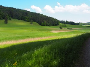 Ried im Egelsee, Wilen bei Wil