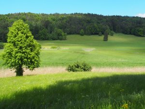Ried im Egelsee, Wilen bei Wil