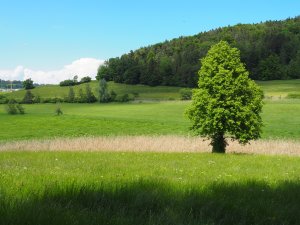 Ried im Egelsee, Wilen bei Wil