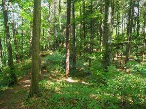 Im Wuhrenholz, Wilen bei Wil