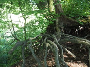 Im Wuhrenholz, Wilen bei Wil