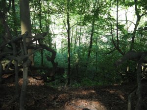 Im Wuhrenholz, Wilen bei Wil