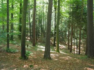 Im Wuhrenholz, Wilen bei Wil
