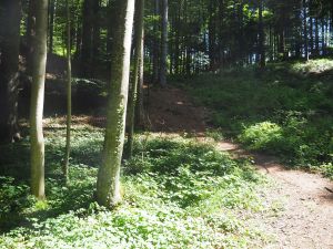 Im Wuhrenholz, Wilen bei Wil