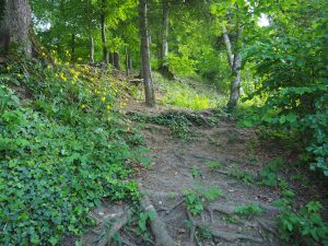 Im Wuhrenholz, Wilen bei Wil