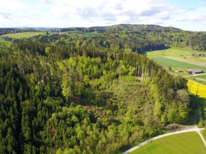 Das Wuereholz. Ein Blick auf den Wilener Nordhang.